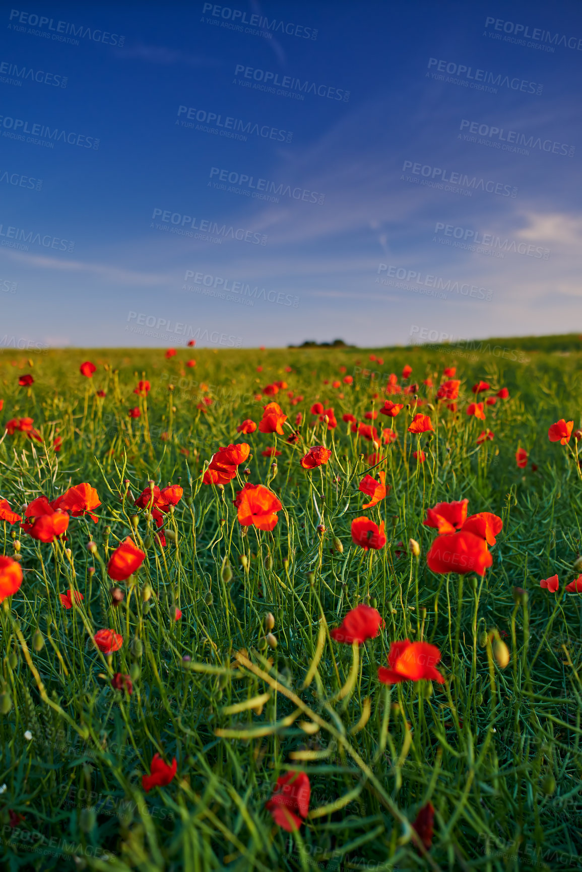 Buy stock photo Flowers, nature and poppies in season as blossom in bright, colorful and display in field or garden. Sustainability, earth and textures in spring for botany, plants and floral wallpaper as background