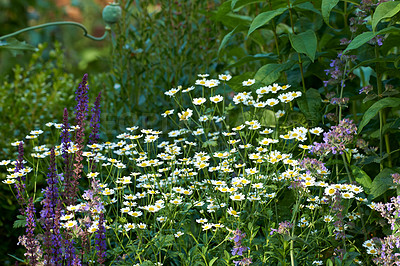 Buy stock photo Botany, garden and white daisies in springtime as blossom with bright, colorful and display in season. Morning, earth and wallpaper in field as flowers or plants for landscape as background or nature