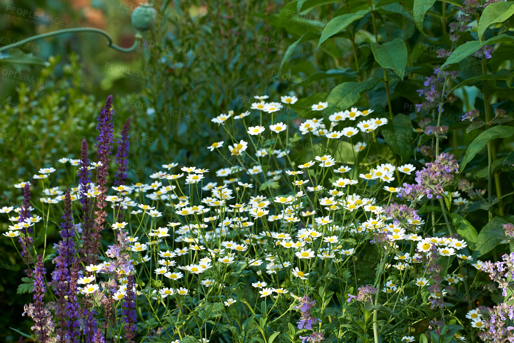 Buy stock photo Botany, garden and white daisies in springtime as blossom with bright, colorful and display in season. Morning, earth and wallpaper in field as flowers or plants for landscape as background or nature