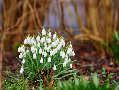 Buy stock photo Flowers, nature and snowdrops in springtime as blossom with bright colorful display in season. Morning, earth and wallpaper in field as botany, outdoor and plants in landscape as background or garden