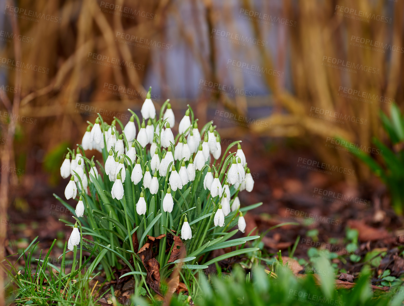 Buy stock photo Flowers, nature and snowdrops in springtime as blossom with bright colorful display in season. Morning, earth and wallpaper in field as botany, outdoor and plants in landscape as background or garden