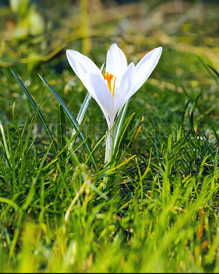 Buy stock photo Botany, garden and white crocus in nature as blossom for bright, colorful or display in season. Morning, earth and wallpaper in spring as flowers, plants and outdoor landscape as background in field