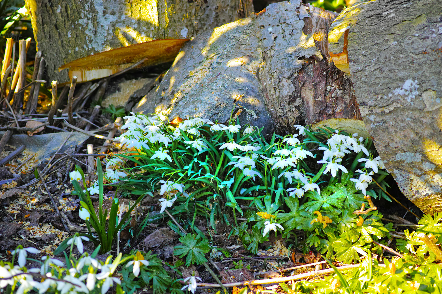 Buy stock photo Nature, park and environment with flowers in forest for sustainability, growth and ecosystem. Biodiversity, conservation and ecology with snowdrop plant in countryside for grass, season and blossom