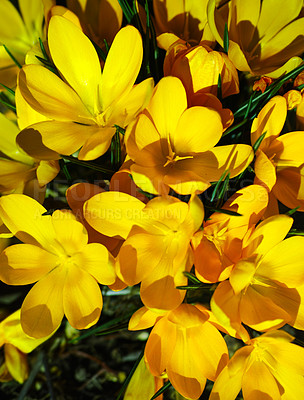 Buy stock photo Flowers, nature and yellow crocus in field as blossom for bright, colorful or display in season. Morning, earth and wallpaper in spring as botany, plants and outdoor landscape as background in garden