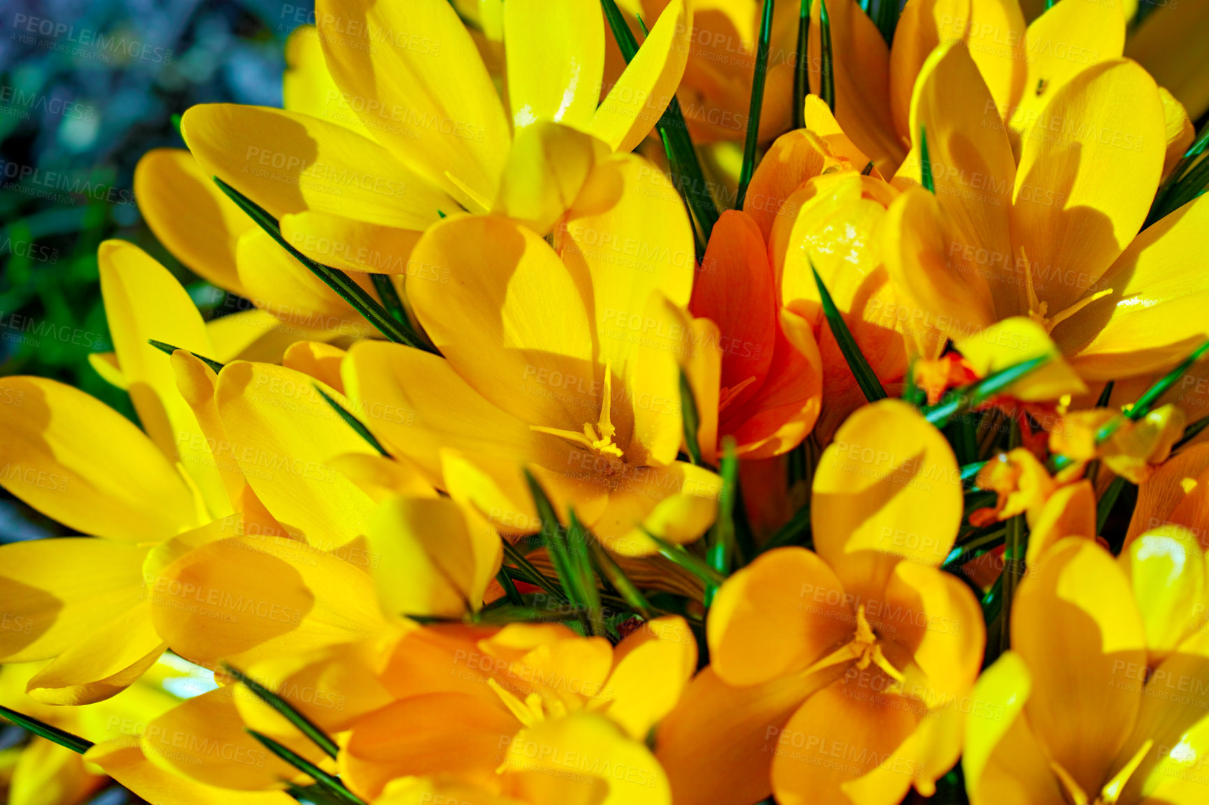 Buy stock photo Botany, nature and yellow crocus in field as blossom for bright, colorful or display in season. Morning, earth and wallpaper in spring as flowers, plants and outdoor landscape as background in garden