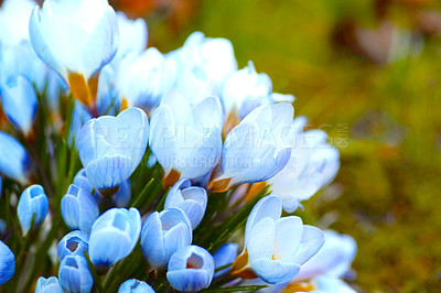 Buy stock photo Botany, nature and blue crocus in spring as blossom with bright, colorful and display in season or garden. Morning, earth and wallpaper in field as flowers, flora or plants in landscape as background