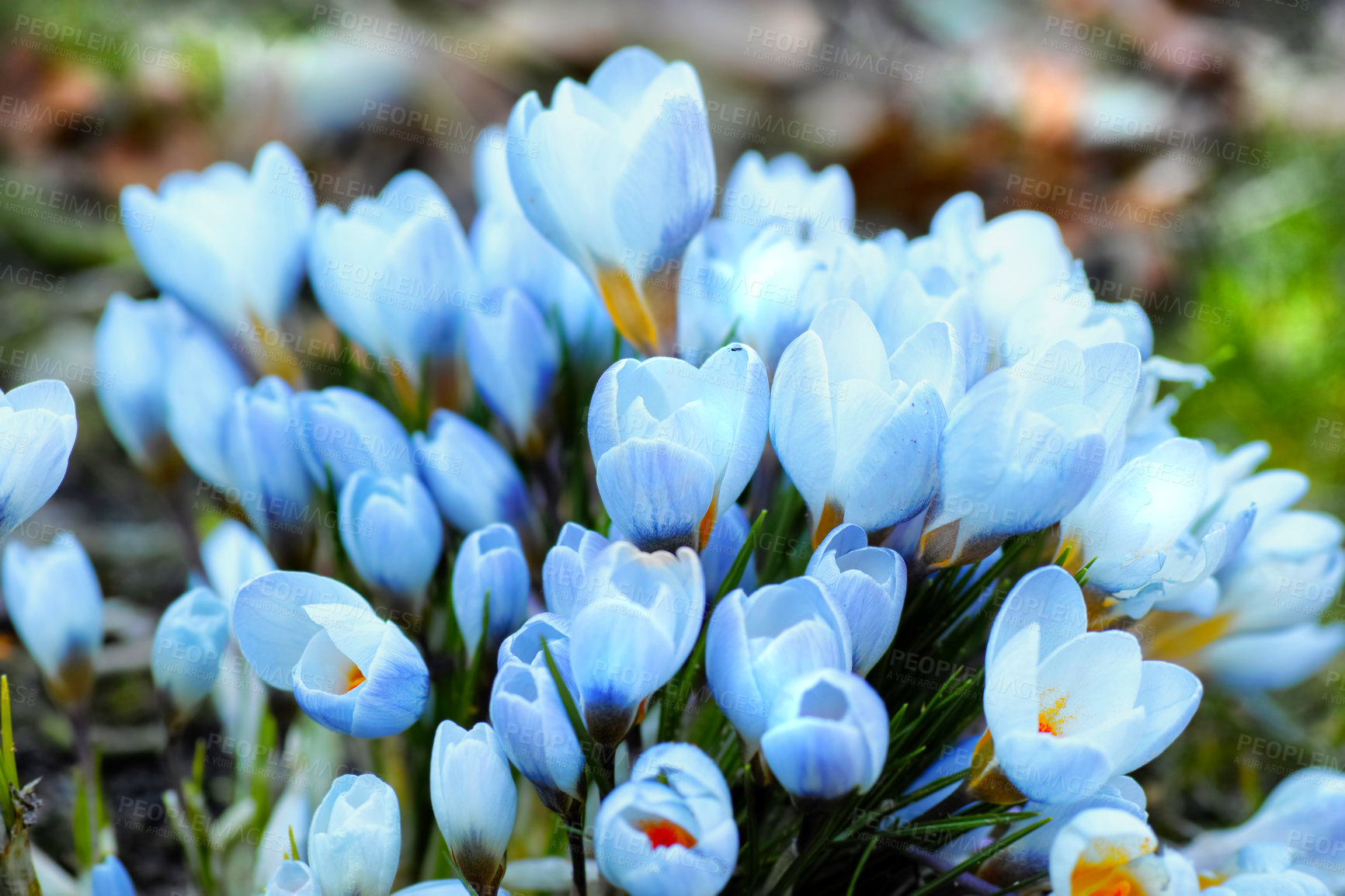 Buy stock photo Flowers, nature and blue crocus in spring as blossom with bright, colorful and display in season or garden. Morning, earth and wallpaper in field in botany, flora or plants as landscape or background