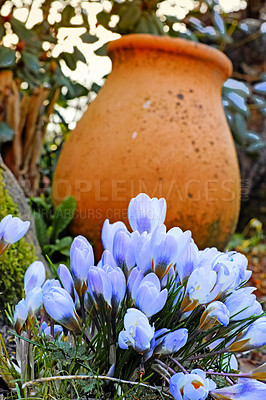 Buy stock photo Nature, spring and plant with flowers in forest for sustainability, growth and ecosystem. Biodiversity, conservation and ecology with blue crocus in countryside for grass, environment and blossom