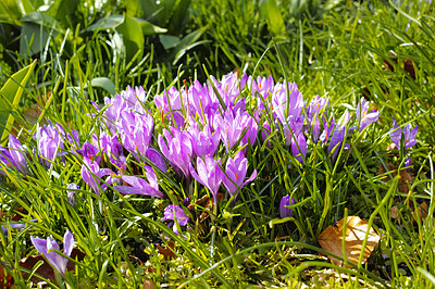 Buy stock photo Flowers, garden and crocus in field as blossom for bright, colorful or display in season. Morning, earth and wallpaper in spring in nature, plants or outdoor landscape as background or botany texture