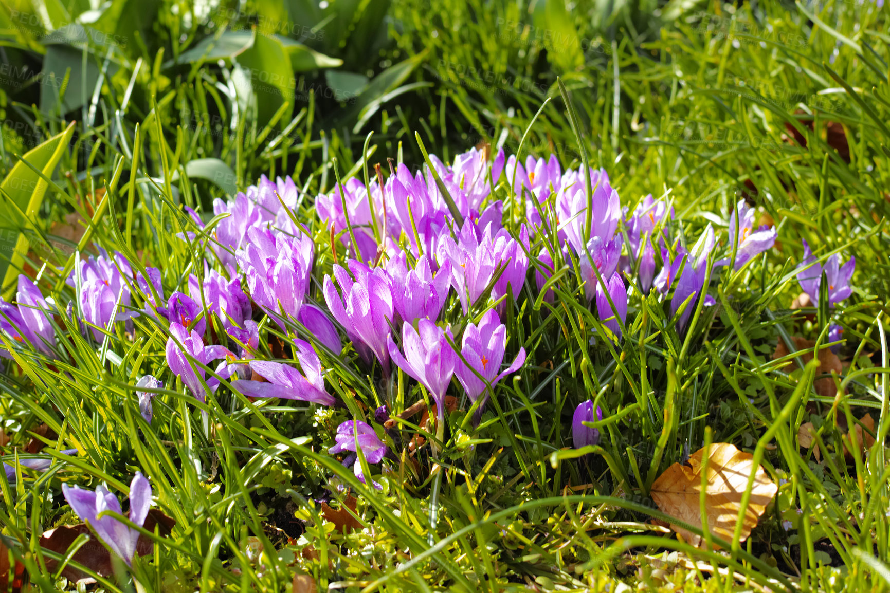 Buy stock photo Flowers, garden and crocus in field as blossom for bright, colorful or display in season. Morning, earth and wallpaper in spring in nature, plants or outdoor landscape as background or botany texture