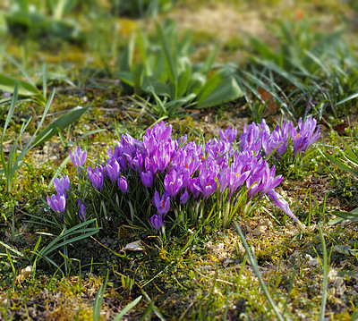 Buy stock photo Botany, nature and crocus in garden as blossom for bright, colorful or display in season. Morning, earth and wallpaper in spring in field, plants or outdoor landscape as background or flowers texture