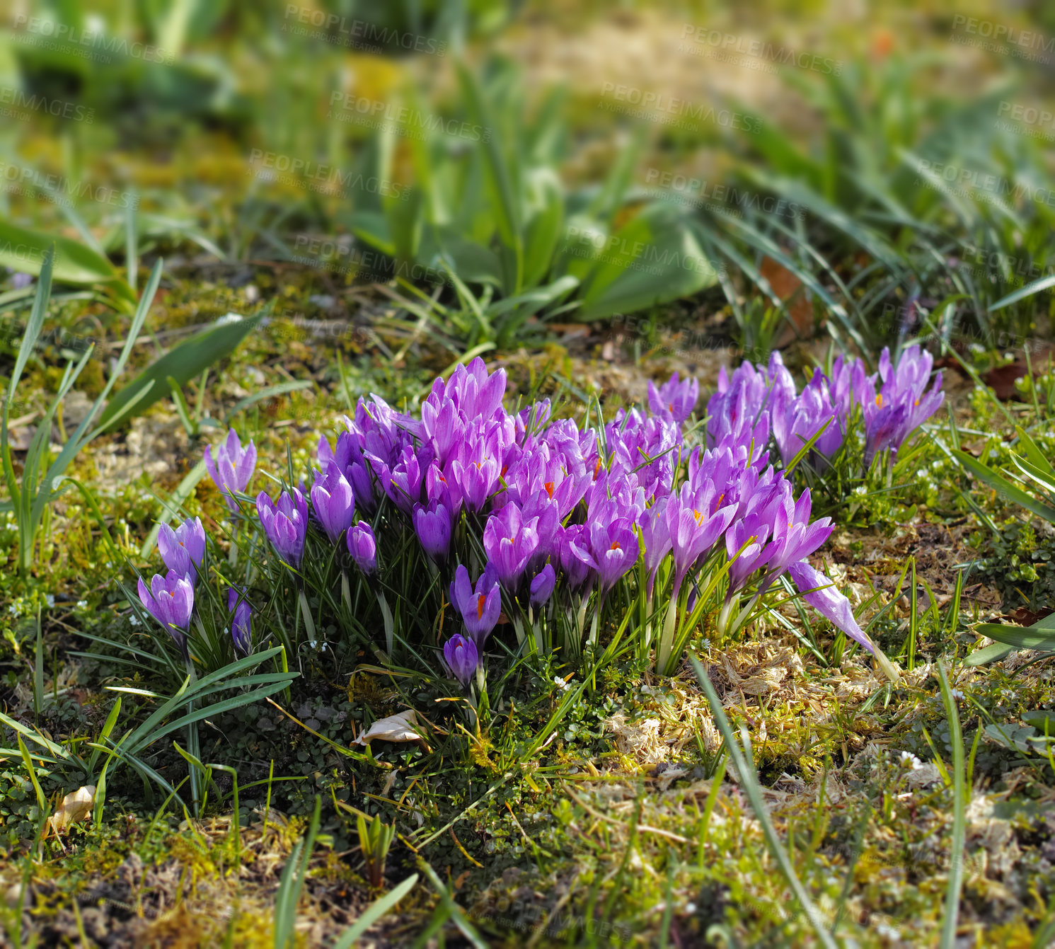 Buy stock photo Botany, nature and crocus in garden as blossom for bright, colorful or display in season. Morning, earth and wallpaper in spring in field, plants or outdoor landscape as background or flowers texture