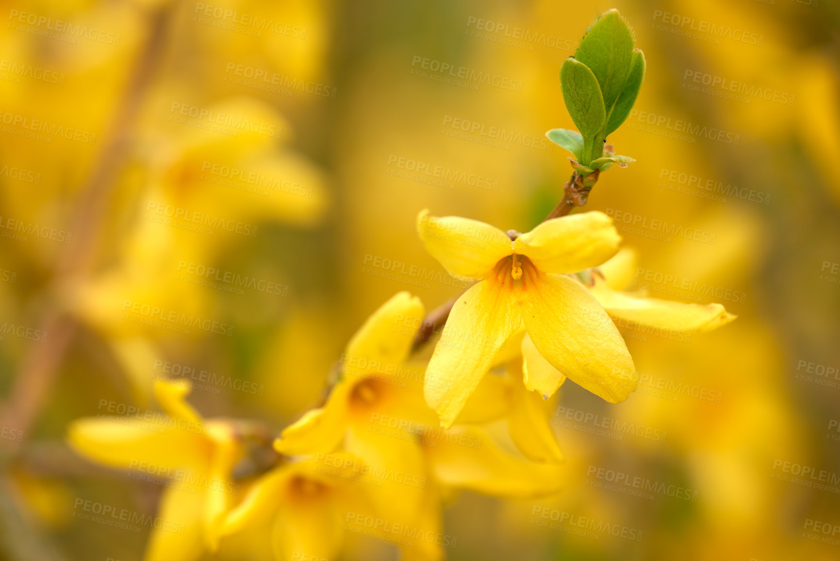 Buy stock photo Botany, nature and weeping forsythia in garden for flora, colorful or display in season. Morning, earth and wallpaper in spring in field, plants and outdoor landscape as background or flowers texture