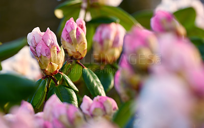 Buy stock photo Spring, flowers and rhododendron bud in garden for flora, colorful or display in season. Closeup, earth and wallpaper in nature in field, plants and outdoor landscape as background or botany texture