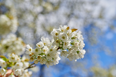 Buy stock photo Flowers, blossom and mirabelle plum in garden for bright colorful display in season, tree and spring. Sustainability, earth and texture for plants in botany, nature and floral wallpaper as background