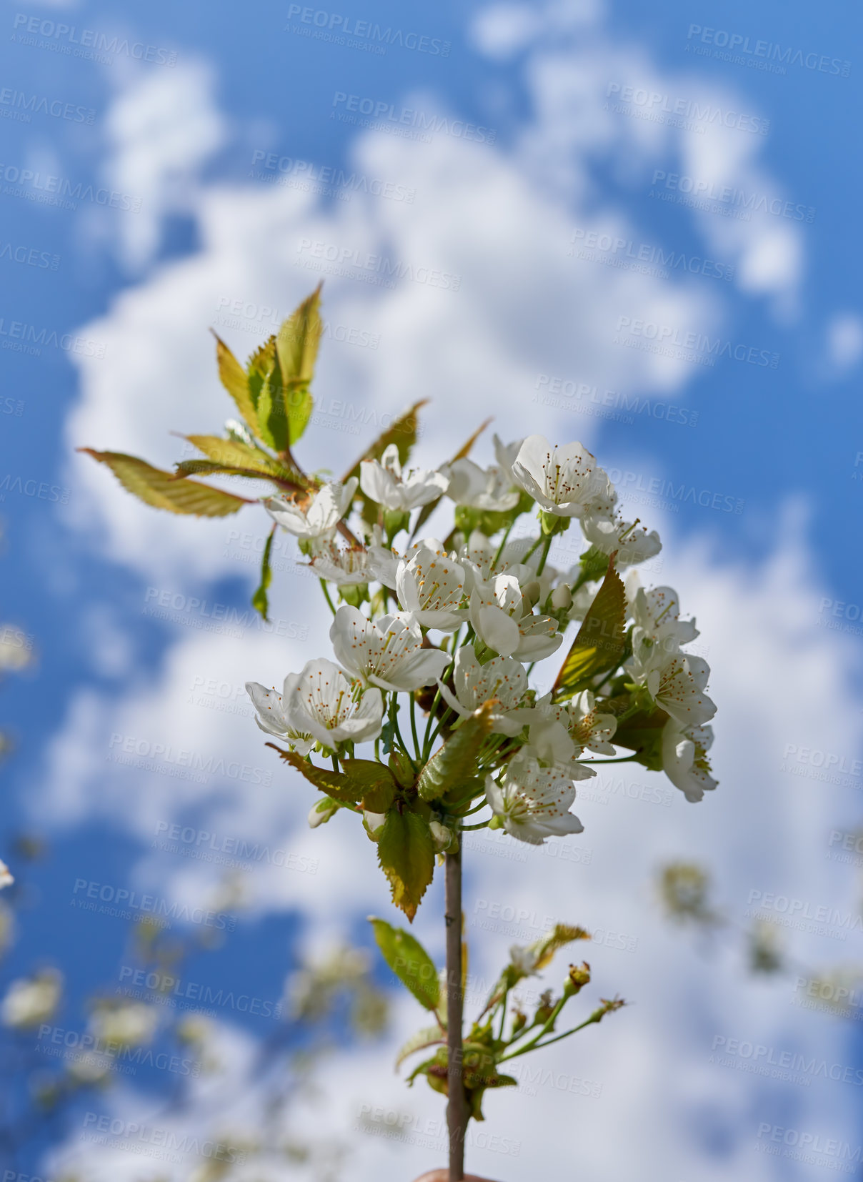 Buy stock photo Flowers, nature and mirabelle plum in garden for bright colorful display in season, tree and spring. Sustainability, earth and texture for plants in botany, blossom and floral wallpaper as background