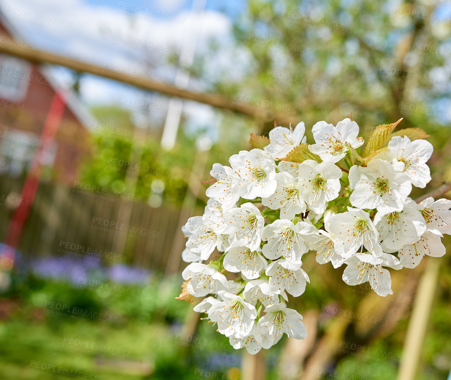 Buy stock photo Botany, nature and mirabelle plum in garden for bright colorful display in season, tree and spring. Sustainability, earth and texture as plants for flowers, blossom and floral wallpaper as background