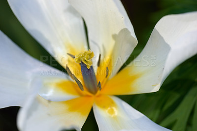 Buy stock photo Botany, nature and white tulips in macro as blossom with bright or colorful display in season or garden. Morning, earth and textures in spring as flowers or plants in outdoor landscape as background