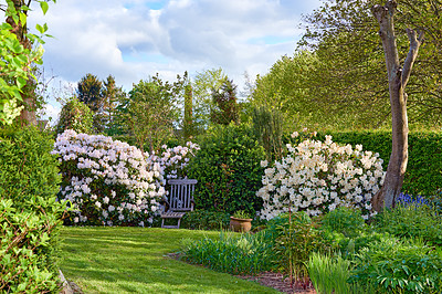 Buy stock photo Cropped shot of beautiful flowers