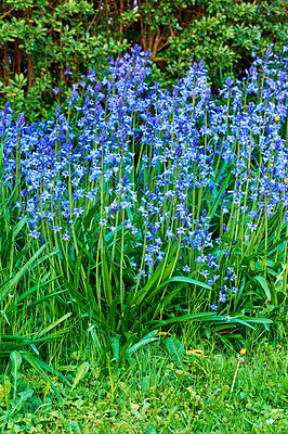 Buy stock photo Garden, spring and environment with flowers in forest for sustainability, growth and ecosystem. Biodiversity, conservation and ecology with bluebell plant in countryside for grass, season and blossom