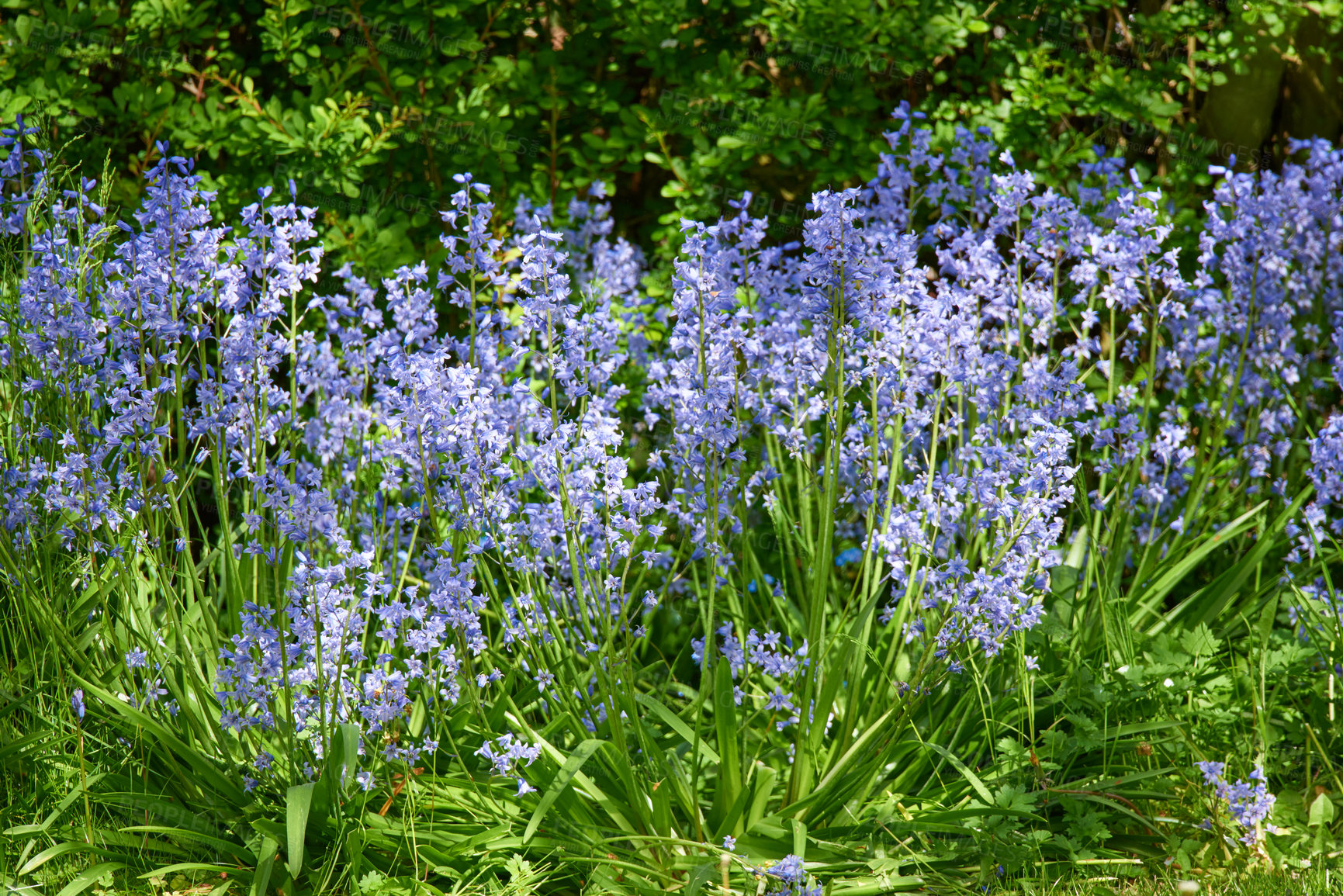 Buy stock photo Nature, summer and environment with flowers in forest for sustainability, growth and ecosystem. Biodiversity, conservation and ecology with bluebell plant in countryside for grass, season and blossom