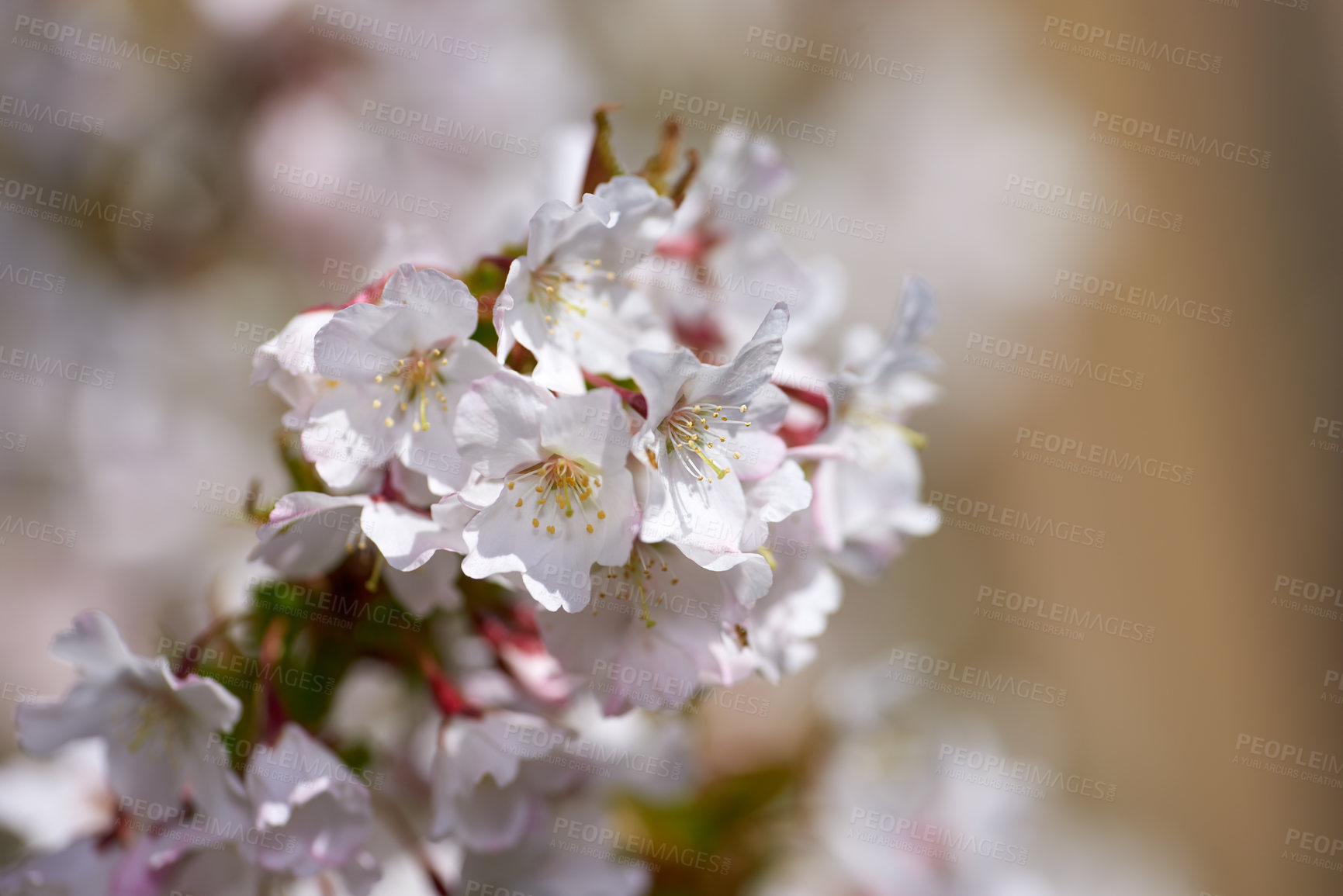 Buy stock photo Flowers, nature and garden with cherry blossom for bright, colorful or display in season. Closeup, earth and wallpaper in spring with natural plants or outdoor as background or botany texture