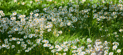 Buy stock photo Garden, flowers and nature with daisy in field for sustainability, growth and ecosystem. Biodiversity, conservation and ecology with plant in countryside for grass, blossom and spring season