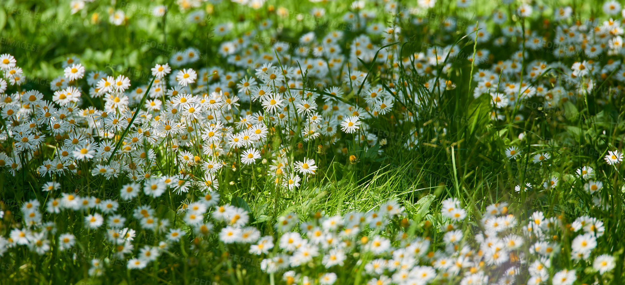 Buy stock photo Garden, flowers and nature with daisy in field for sustainability, growth and ecosystem. Biodiversity, conservation and ecology with plant in countryside for grass, blossom and spring season