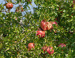 Pomegranates