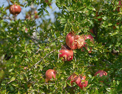 Buy stock photo Closeup of red pomegranate growing on a tree in an orchard on a summer day. Zoom on bursting overripe seeded fruit in a garden or backyard with copy space. Sweet winter snack ready for harvest 