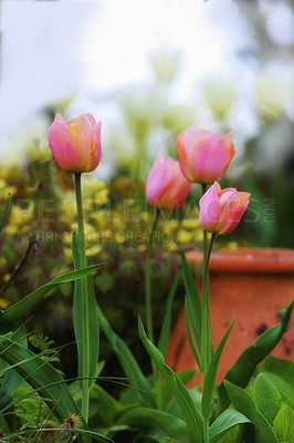 Buy stock photo Tulip, flowers and garden in nature outdoor with spring bloom, vibrant colour and plant growth in environment. Floral, green and leaves for sustainable development, natural ecology and sunshine peace