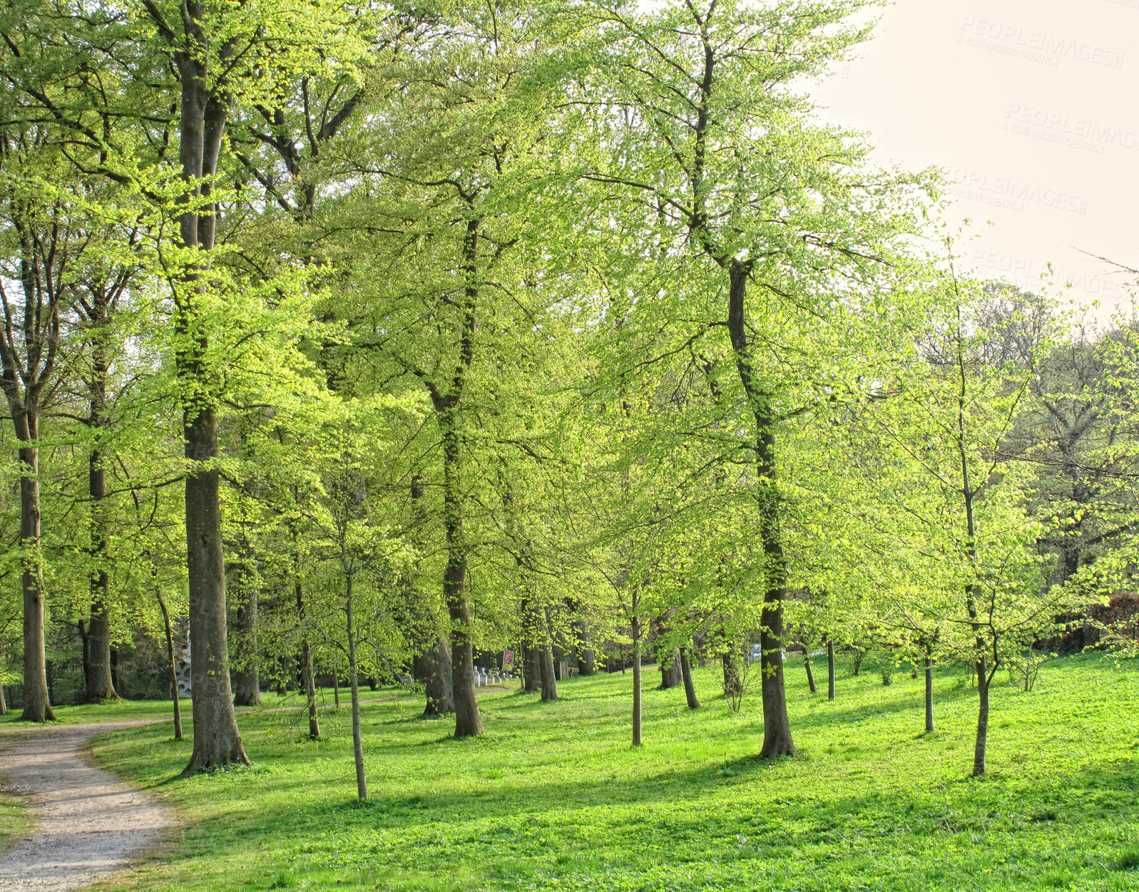 Buy stock photo A green forest park during springtime. Tall tree trunks in a garden with pathway for walking. Bright green landscape with fresh meadow grass perfect area for a date, picnic or yoga