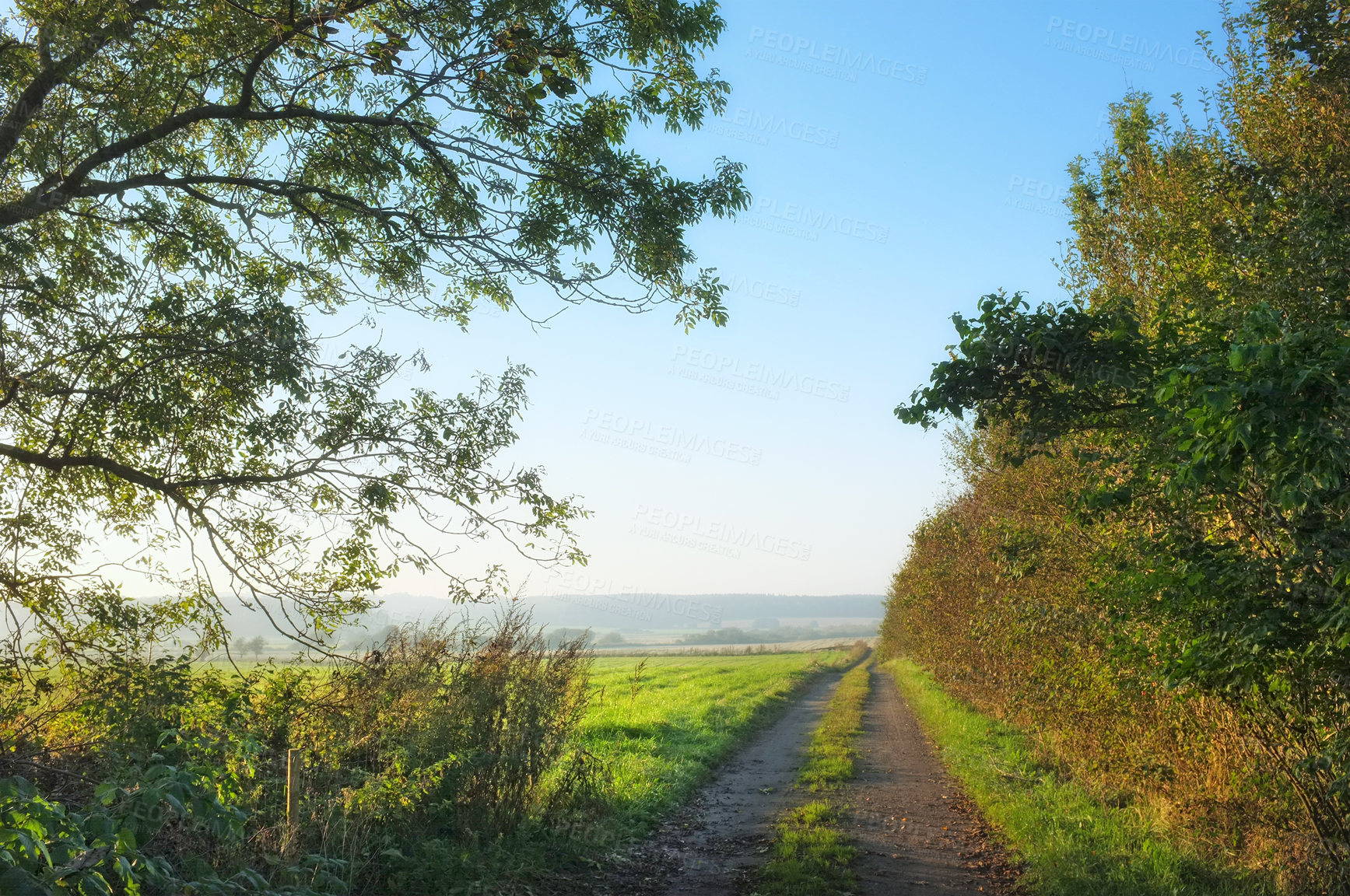 Buy stock photo Scenic view of lush green forest in springtime with tall trees, branches and fresh air along a dirt road. Peaceful morning in a beautiful countryside, nature in harmony on a quiet day with copyspace