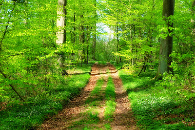 Buy stock photo Landscape of a hiking trail in a green forest. Beautiful nature scenery of a dirt road leading through a thick wild tropical jungle. Discovery or explore a path between lush trees and summer foliage