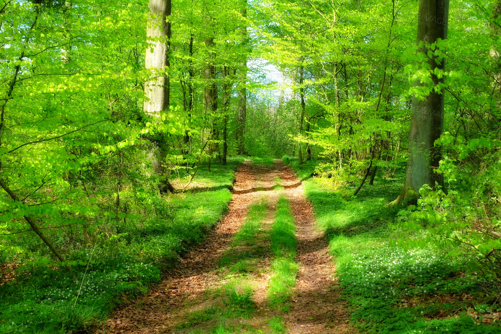 Buy stock photo Landscape of a hiking trail in a green forest. Beautiful nature scenery of a dirt road leading through a thick wild tropical jungle. Discovery or explore a path between lush trees and summer foliage