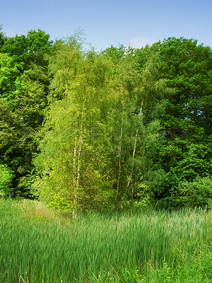 Buy stock photo Beautiful lush green forest in spring, tall pine trees growing with nature in harmony and copyspace. Tranquil summer morning with a view of a zen, quiet jungle. Soothing nature with fresh air