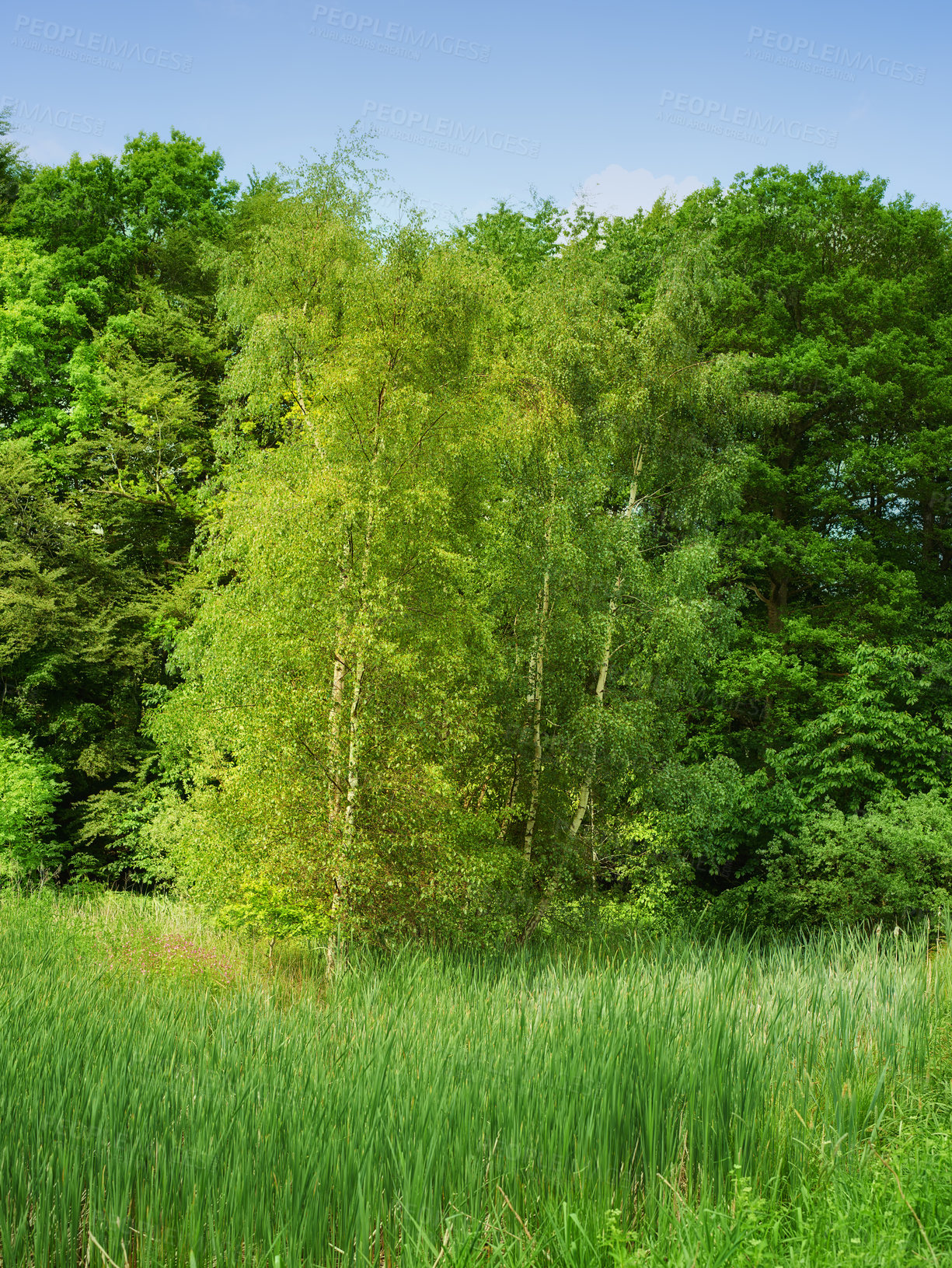 Buy stock photo Beautiful lush green forest in spring, tall pine trees growing with nature in harmony and copyspace. Tranquil summer morning with a view of a zen, quiet jungle. Soothing nature with fresh air