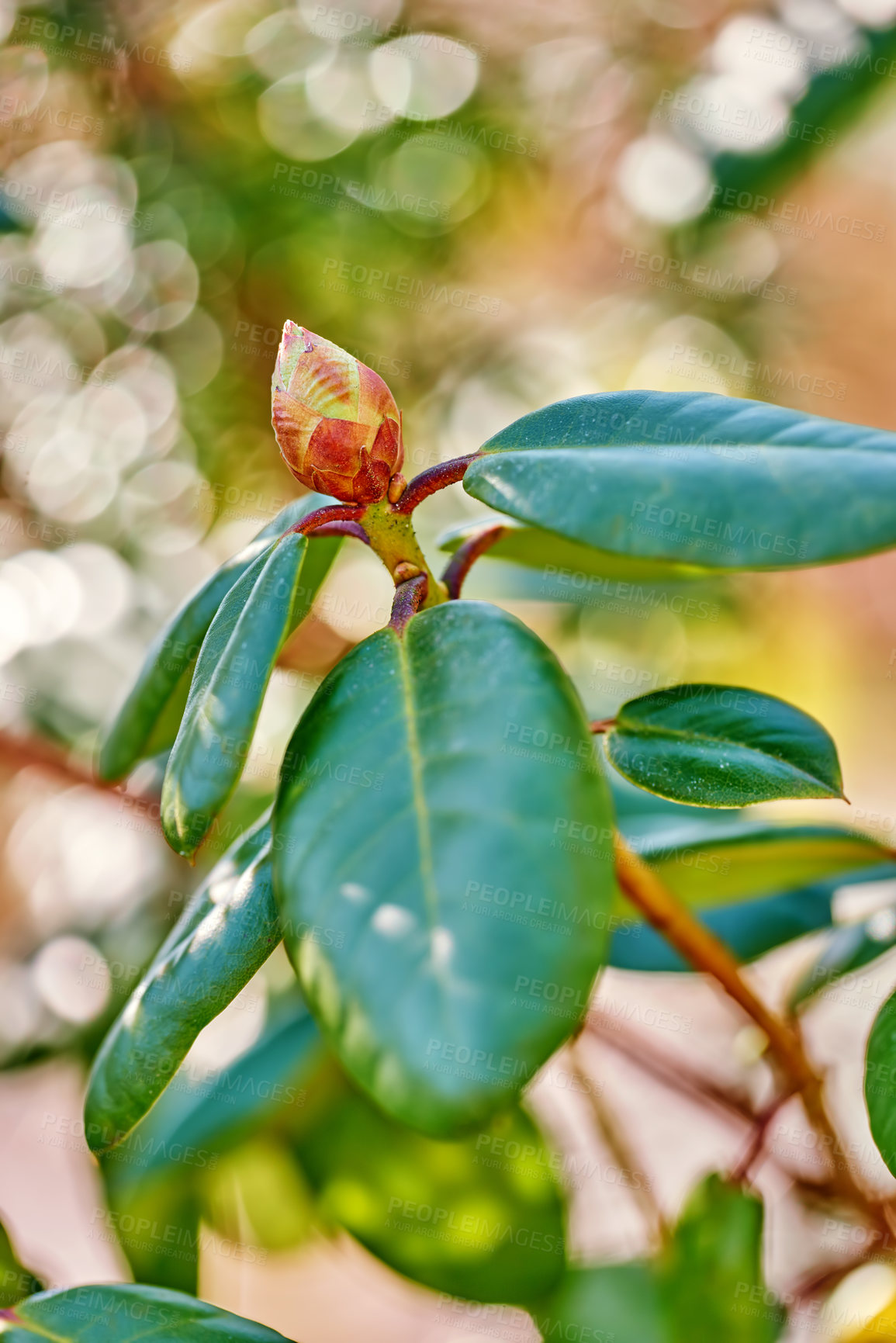 Buy stock photo Flower, rhododendron and bud in nature outdoor with spring bloom, vibrant colour and plant growth. Floral, stem and leaves with sustainable development, natural ecology and environment garden