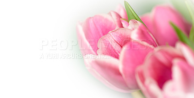 Buy stock photo Tulips, flowers and bud in nature outdoor with spring bloom, vibrant colour and plant growth in environment. Floral, green and leaves for sustainable development, natural ecology and mockup space