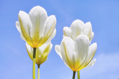 Buy stock photo Flowers, tulips and garden in nature outdoor for spring bloom, vibrant colour and plant growth in environment. Floral, petal and green with sustainable development, natural ecology and sky background