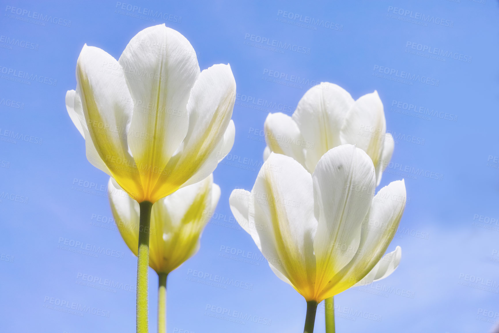 Buy stock photo Flowers, tulips and garden in nature outdoor for spring bloom, vibrant colour and plant growth in environment. Floral, petal and green with sustainable development, natural ecology and sky background