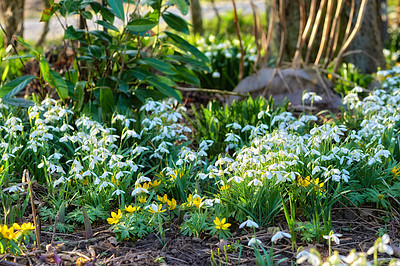 Buy stock photo Galanthus nivalis was described by the Swedish botanist Carl Linnaeus in his Species Plantarum in 1753, and given the specific epithet nivalis, meaning snowy (Galanthus means with milk-white flowers). This narrow-leaved snowdrop, with its delicate white hanging flowers, has become very popular in cultivation and is commonly planted in gardens and parks. It is now a familiar sight even in the British Isles and northern France where it is not native.
Snowdrops and their bulbs are poisonous to humans and can cause nausea, diarrhoea and vomiting if eaten in large quantities.