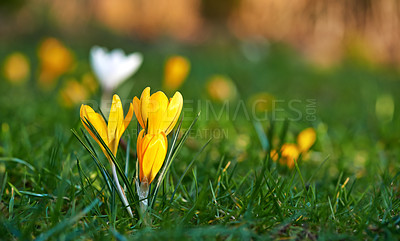 Buy stock photo Low growing crocus, stems grow underground, yellow, orange or purple flowers symbolising rebirth, change, joy and romance. Beautiful wild orange flowers growing in the forest or woods