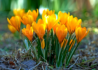 Buy stock photo Low growing crocus, stems grow underground, yellow, orange or purple flowers symbolising rebirth, change, joy and romantic devotion. Beautiful wild orange flowers growing in the forest or woods