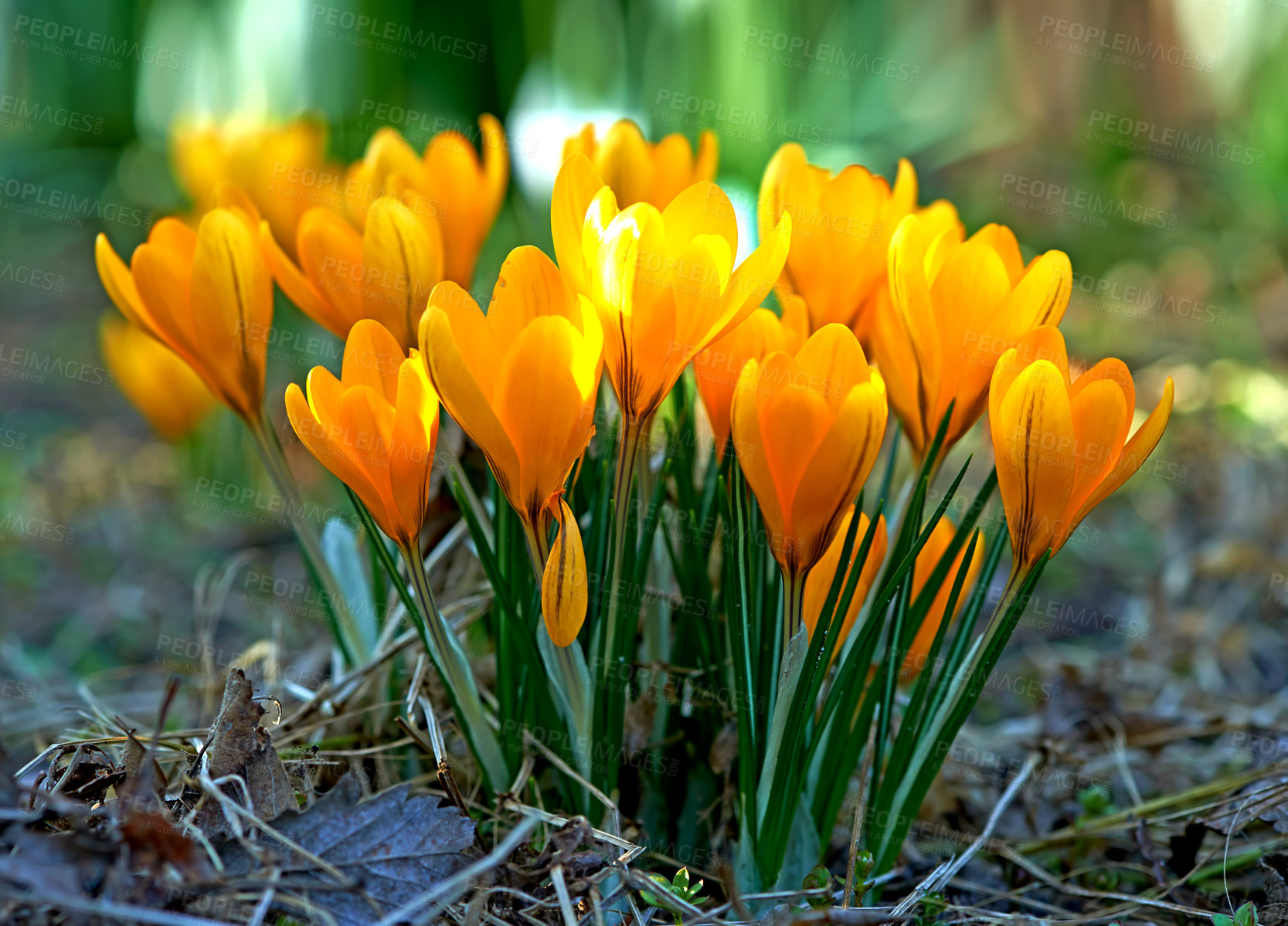 Buy stock photo Low growing crocus, stems grow underground, yellow, orange or purple flowers symbolising rebirth, change, joy and romantic devotion. Beautiful wild orange flowers growing in the forest or woods