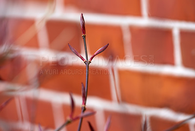 Buy stock photo Brick wall, texture and stone architecture in city for building, concrete and vintage background. Construction, design and wallpaper with cement, outdoor or pattern in mockup space, urban and closeup