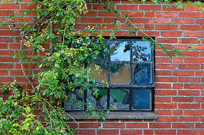 Buy stock photo Outdoor, brick wall or plants with window of home, house or city building with pattern or texture. Detail background, architecture exterior or traditional construction design on firm or old structure