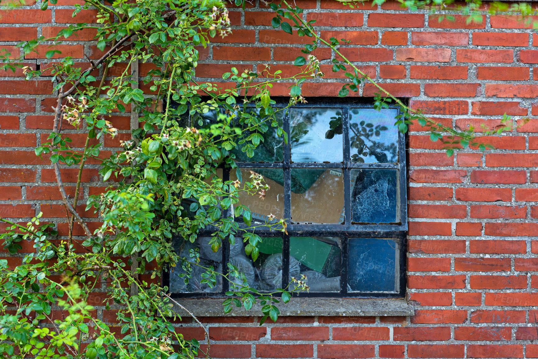 Buy stock photo Outdoor, brick wall or plants with window of home, house or city building with pattern or texture. Detail background, architecture exterior or traditional construction design on firm or old structure