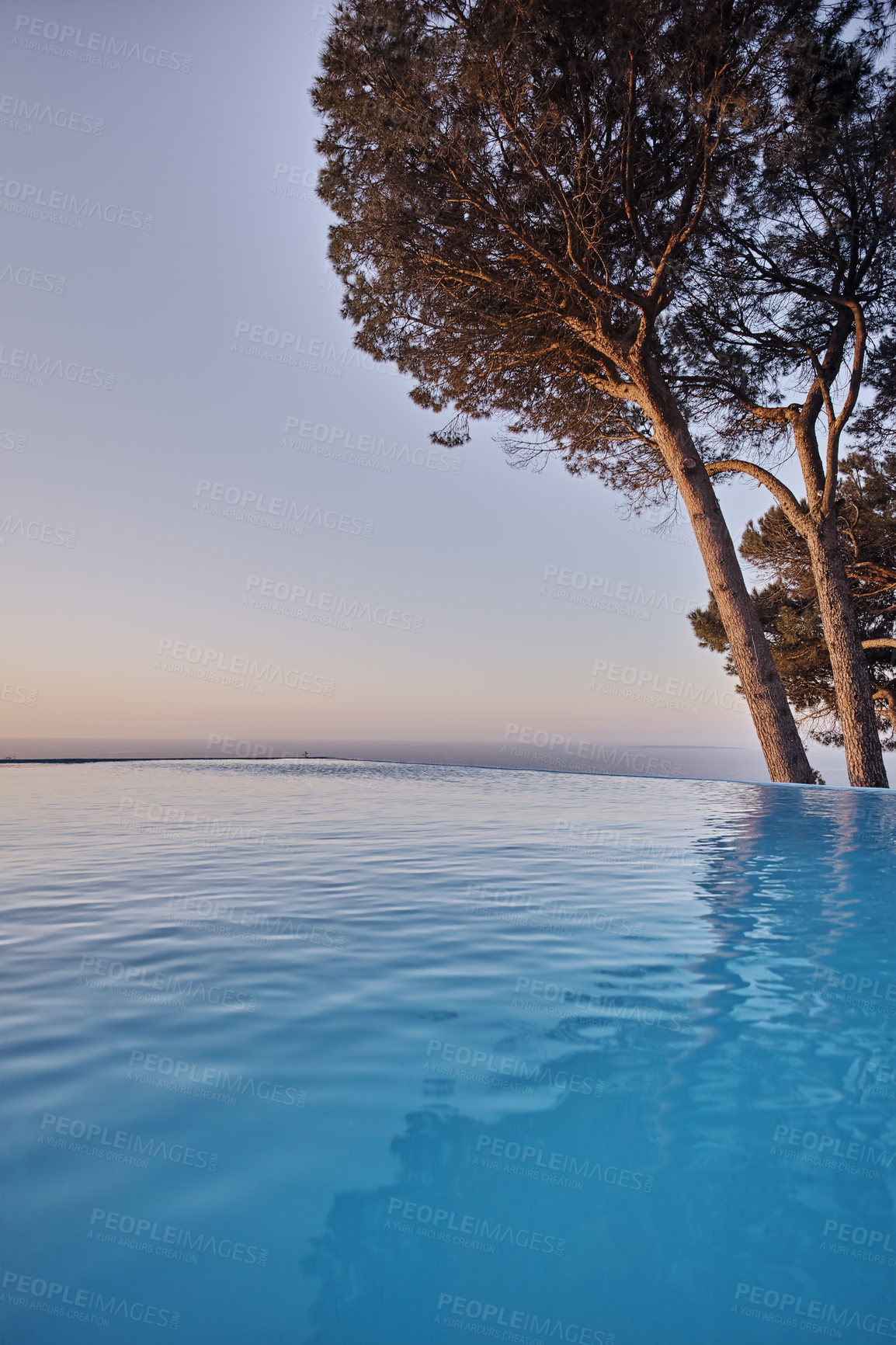 Buy stock photo An infinity edge pool with trees against a blue sky background with copyspace. Beautiful outdoor swimming pool at a resort or luxury holiday villa against. Romantic getaway with a sea view in summer