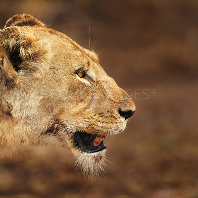 Buy stock photo Lioness, profile or wild cat in nature, safari and park for adventure or survival in South Africa. Serengeti, danger or predator in savanna terrain for hunting environment or natural animal habitat